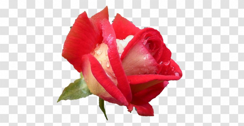 Garden Roses Cabbage Rose Paper Bush - Petal - Petals Transparent PNG