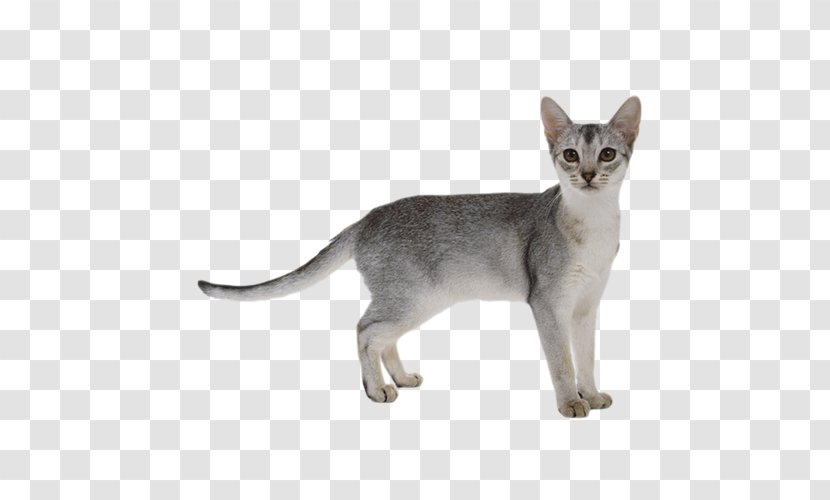 Abyssinian Somali Cat Scottish Fold Ragdoll Bengal - Carnivoran - Gray Kitten Transparent PNG
