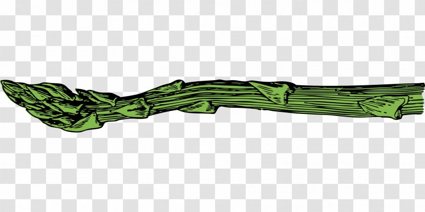 Garden Asparagus Officinalis - Herbaceous Plant - Grass Transparent PNG