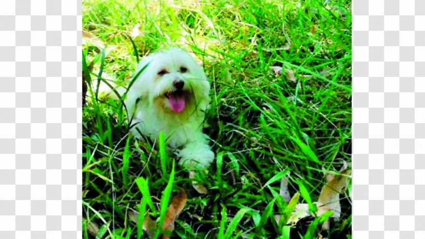 Maltese Dog Havanese Shih Tzu Lhasa Apso Breed - Puppy Transparent PNG