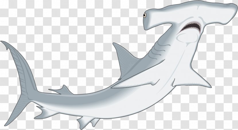 Winghead Shark Great Hammerhead Smooth Clip Art - Marine Biology - Sharks Transparent PNG