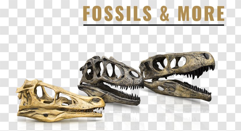 Skull Jaw Skeleton Bone Deinonychus - False Killer Whale - Fossil Turtle Transparent PNG