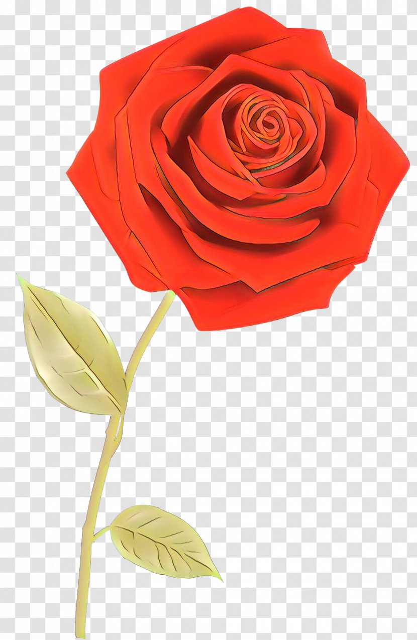 Garden Roses Floristry Cut Flowers Petal - Flowering Plant Transparent PNG