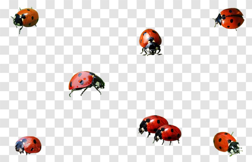 Ladybird Insect Clip Art - Games - Ladybug Transparent PNG