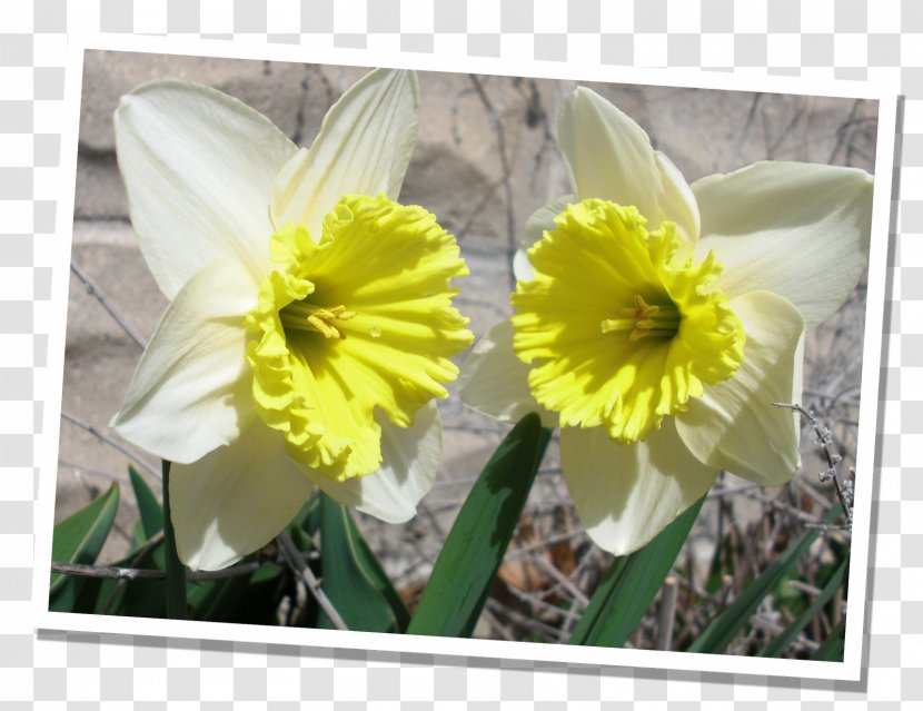 Flowering Plant Narcissus Petal - Family - Early Spring Transparent PNG