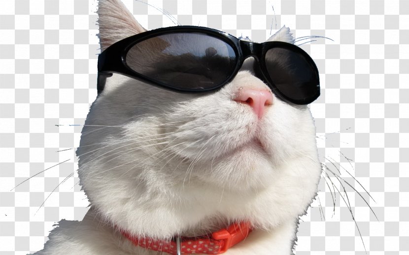 Cat Trade Day Trading Foreign Exchange Market - Whiskers - Sunglasses Transparent PNG