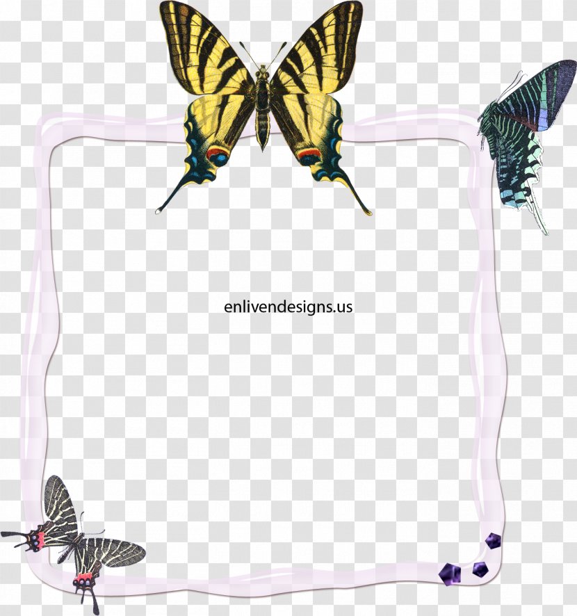 Swallowtail Butterfly Scarce Iphiclides Feisthamelii Papilio Machaon - Caterpillar - Frame Transparent PNG