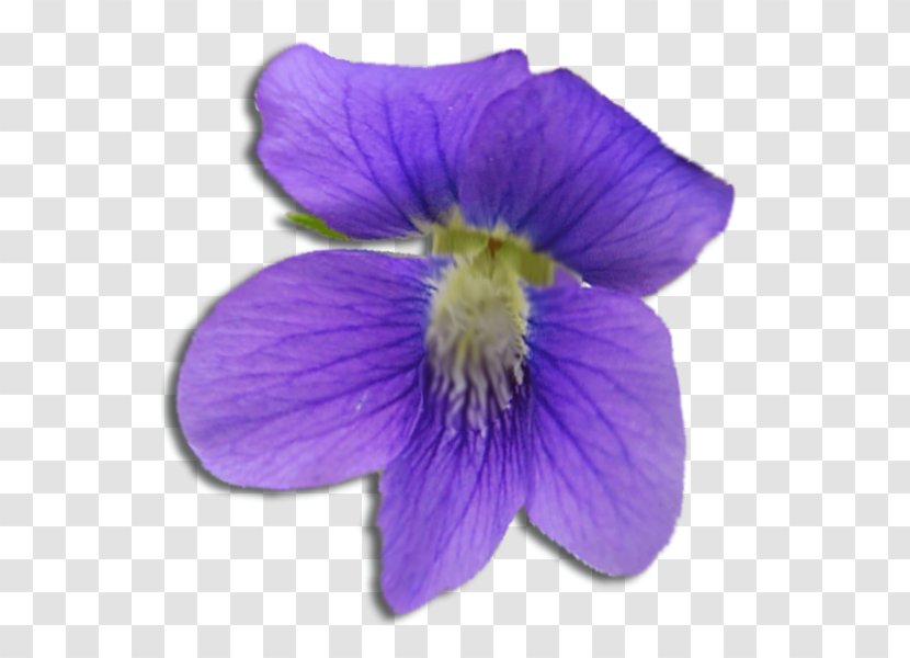 Violet Flower Purple Sigma Kappa Transparent PNG