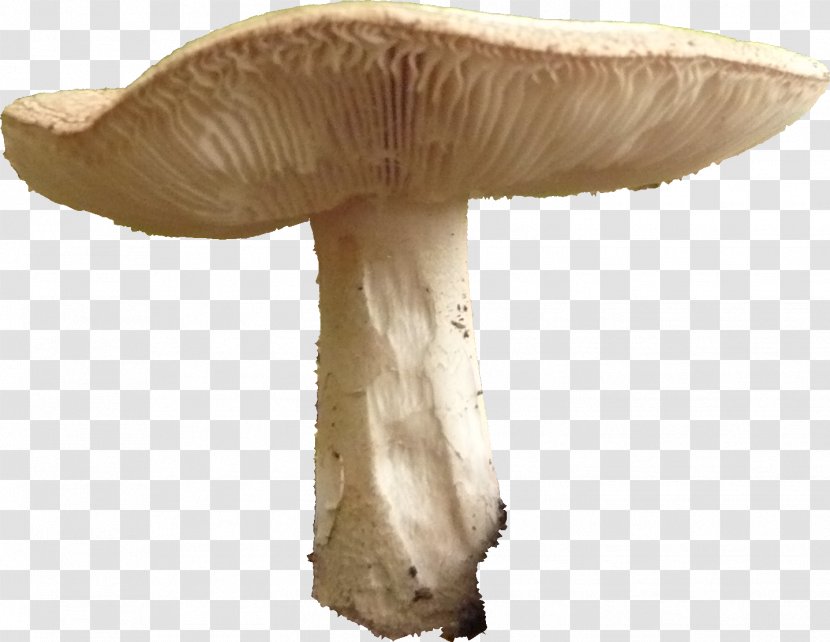 Pleurotus Eryngii Agaricus Edible Mushroom Fungus - Copyright Transparent PNG