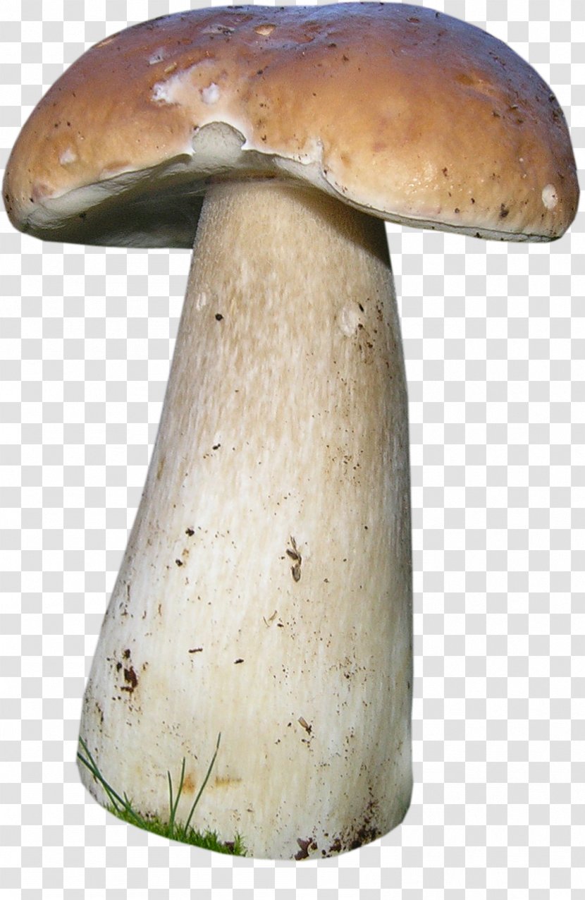 Penny Bun Fungus Mushroom Image - Boletus Transparent PNG