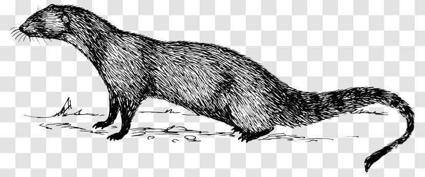Indian Gray Mongoose Drawing Clip Art - Gef - Carnivoran Transparent PNG