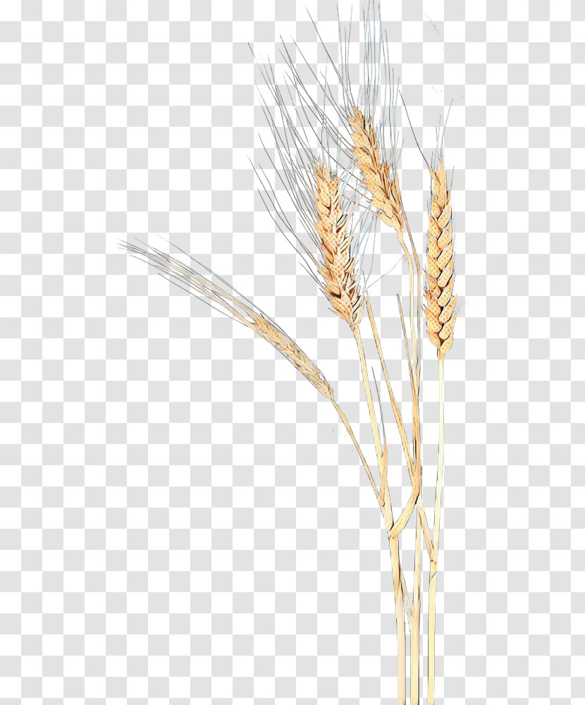Grass Cartoon - Wheat - Gluten Phragmites Transparent PNG