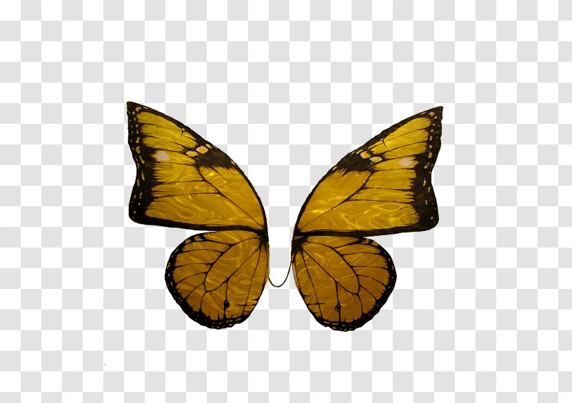 Monarch Butterfly Pieridae Nymphalidae Milkweeds - Fruit Transparent PNG