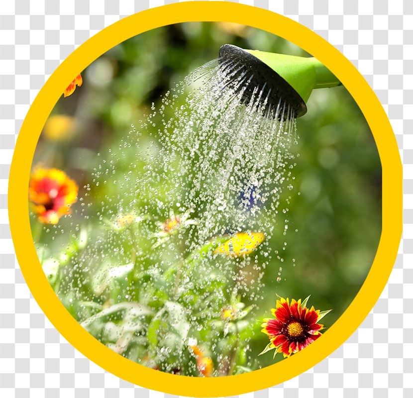 Watering Cans Garden Hoses Irrigation - Flora - Water Transparent PNG