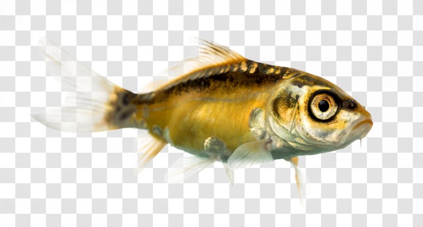 Koi Goldfish Stock Photography Royalty-free - Seafood - Seawater Fish Transparent PNG
