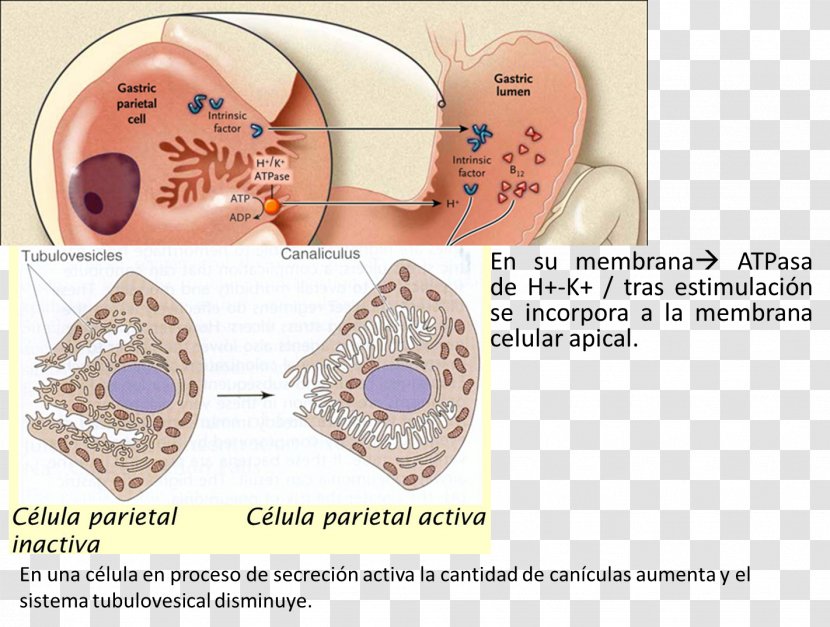 Parietal Cell Gastric Chief Pepsinogen - Heart - ANEMIA Transparent PNG