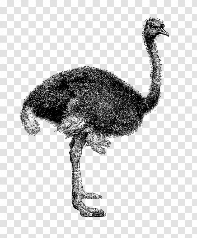 Common Ostrich Bird Emu Clip Art Illustration - Beak - Casuariiformes Transparent PNG