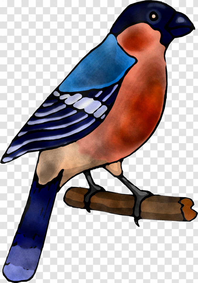 Bird Beak Blue Jay Bluebird Jay Transparent PNG