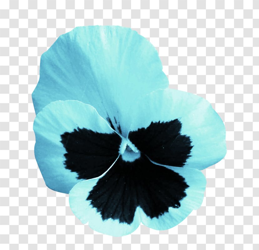 Pansy Rosemallows Turquoise - Flowering Plant - Flower Transparent PNG