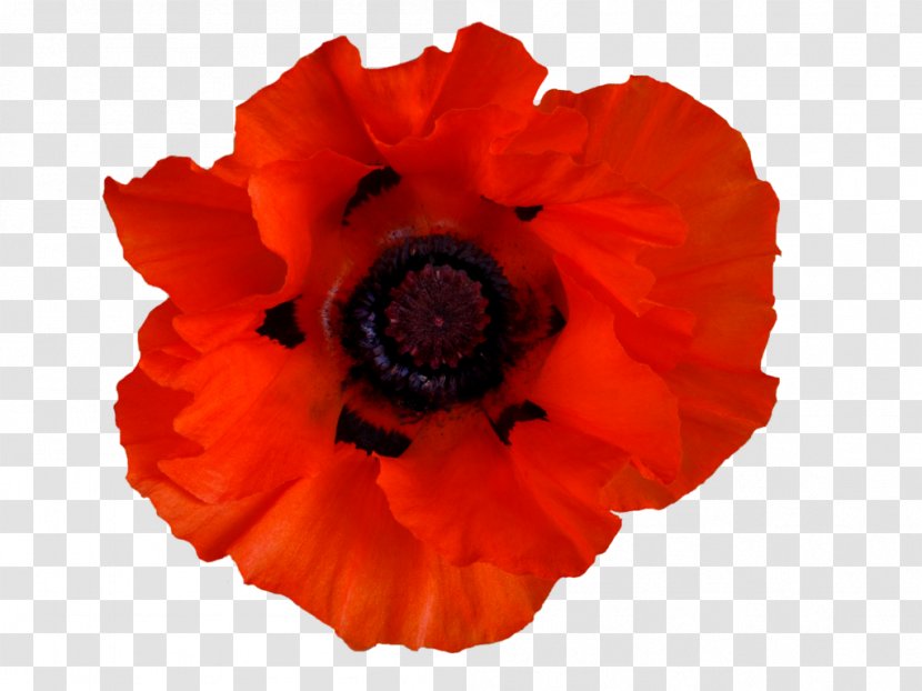 Common Poppy Remembrance Opium - Family - Poppies Transparent PNG