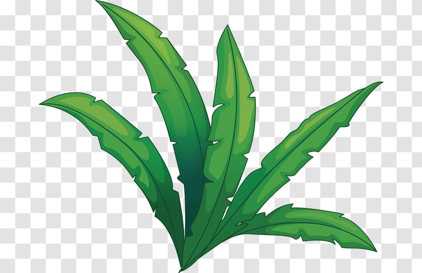 Lily Flower Cartoon - Plant - Zedoary Herb Transparent PNG