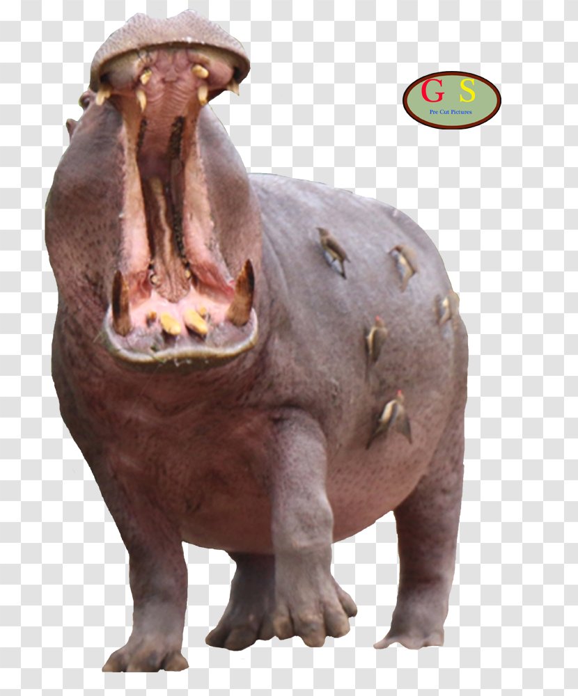 Hippopotamus Rhinoceros Wildlife Terrestrial Animal - Nl Transparent PNG