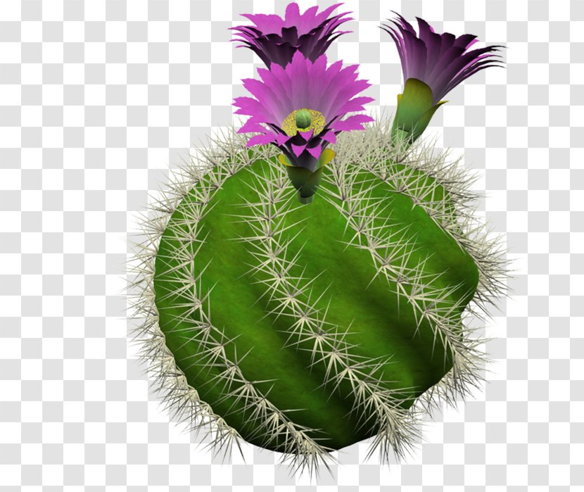 Cactaceae BookData Dummy Title For Series Checkin Houseplant Flowerpot - Seed Plant - Cuctus Transparent PNG