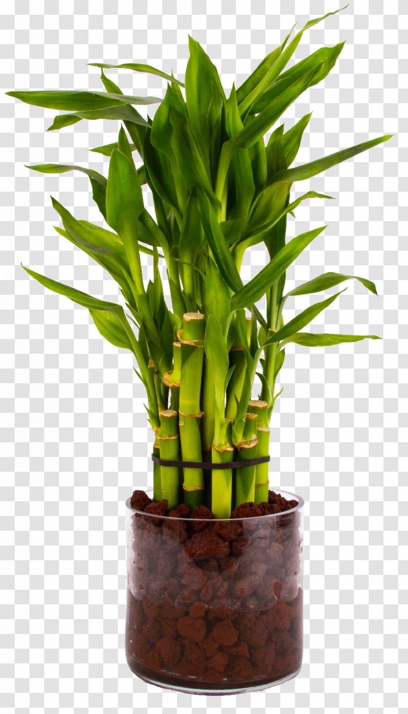Tropical Woody Bamboos Lucky Bamboo Houseplant Flowerpot - Charcoal Transparent PNG
