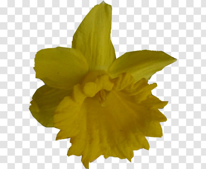 Narcissus - Jonquille Transparent PNG