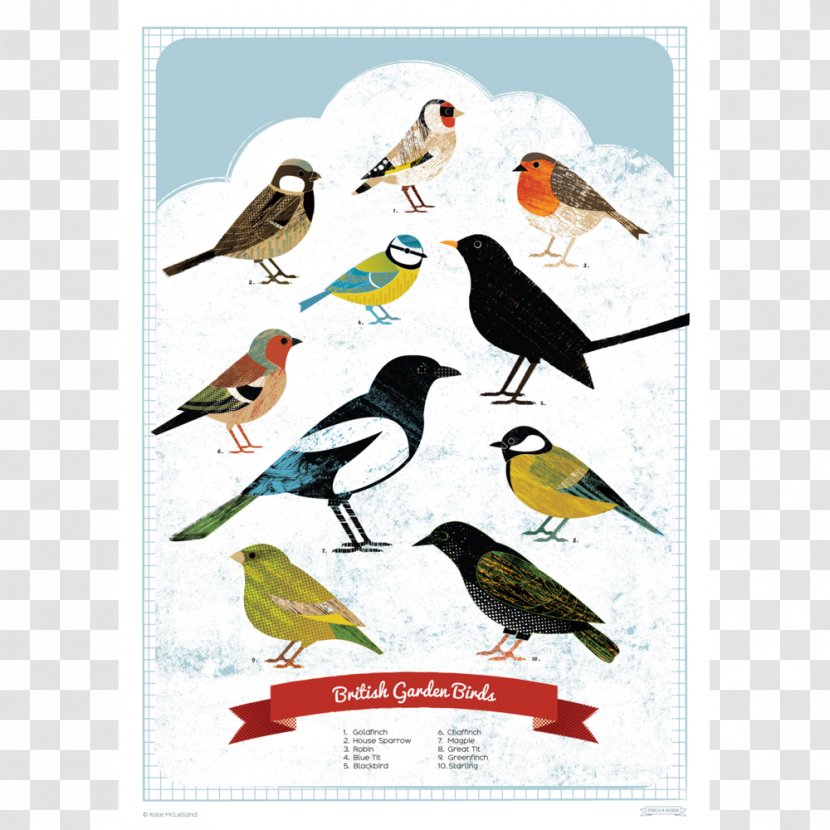 British Garden Birds Finch Poster Bird Feeders Transparent PNG