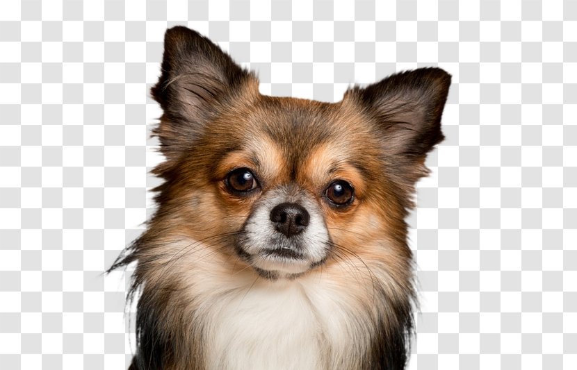 Chihuahua Puppy Pomeranian Veterinarian Dog Breed - Dogs 101 Transparent PNG