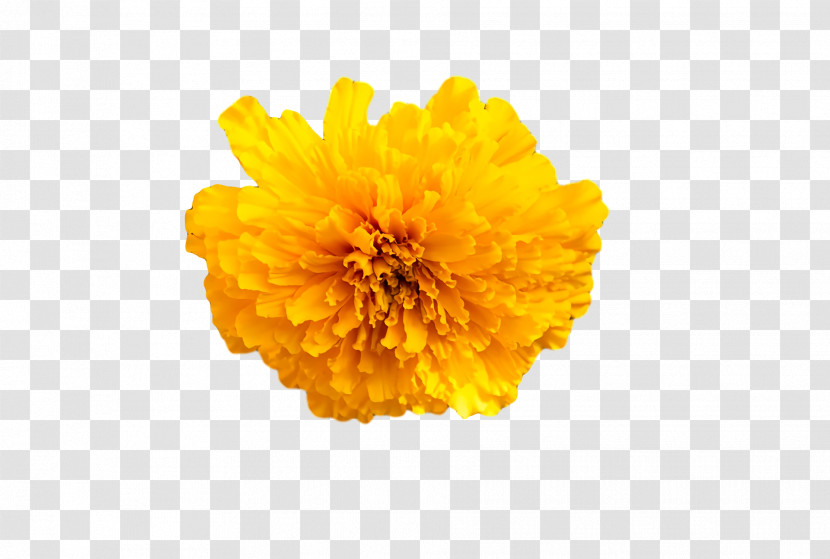 Chrysanthemum Sunflower Seed Pot Marigold Yellow Pollen Transparent PNG