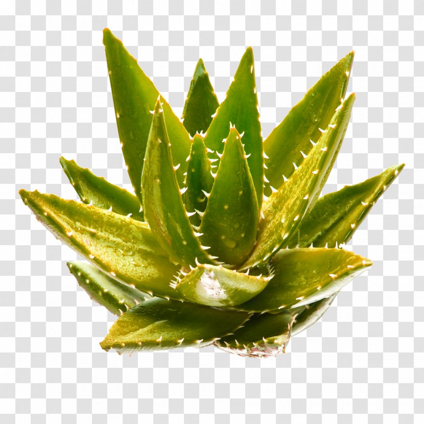 Aloe Vera Polyphylla Aloin Gel Plant - Food - Yellow Green Simple Decorative Pattern Transparent PNG