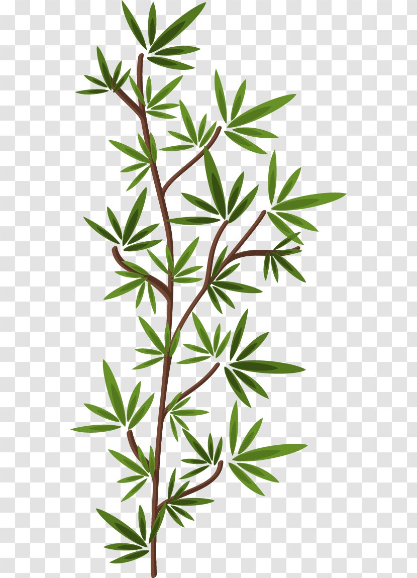 Stone Massage Day Spa Health - Plant Stem - Cartoon Exquisite Bamboo Transparent PNG