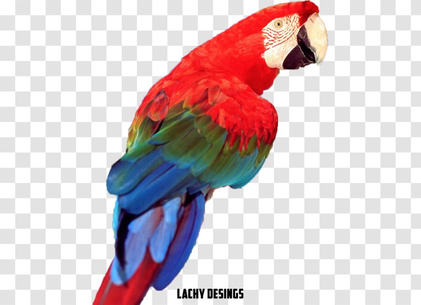 Budgerigar Lovebird Cockatiel True Parrot - Bird Transparent PNG