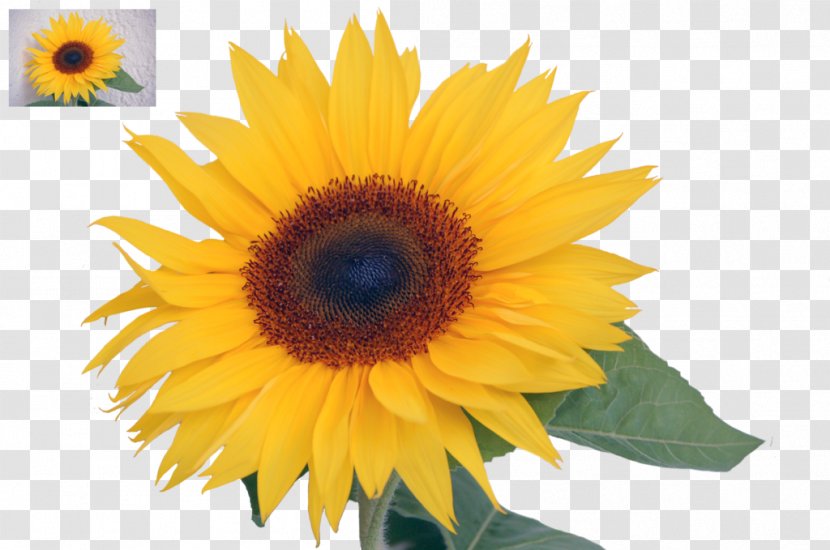 Common Sunflower Seed Annual Plant Sunflowers - Yellow - Tosca Flower Transparent PNG