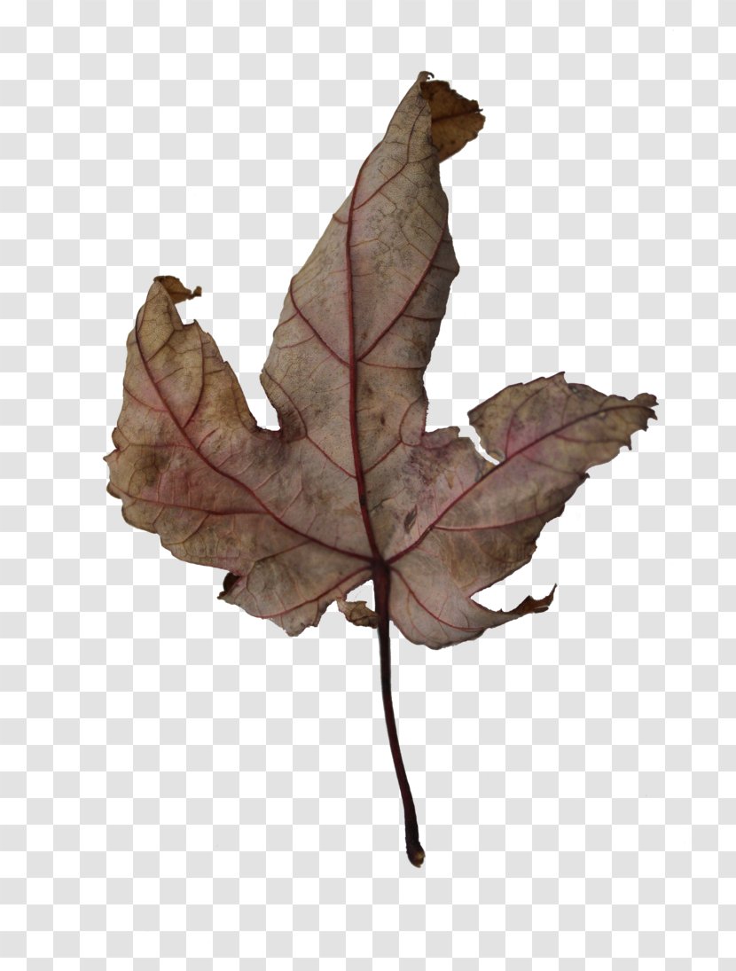 Twig Leaf Transparent PNG