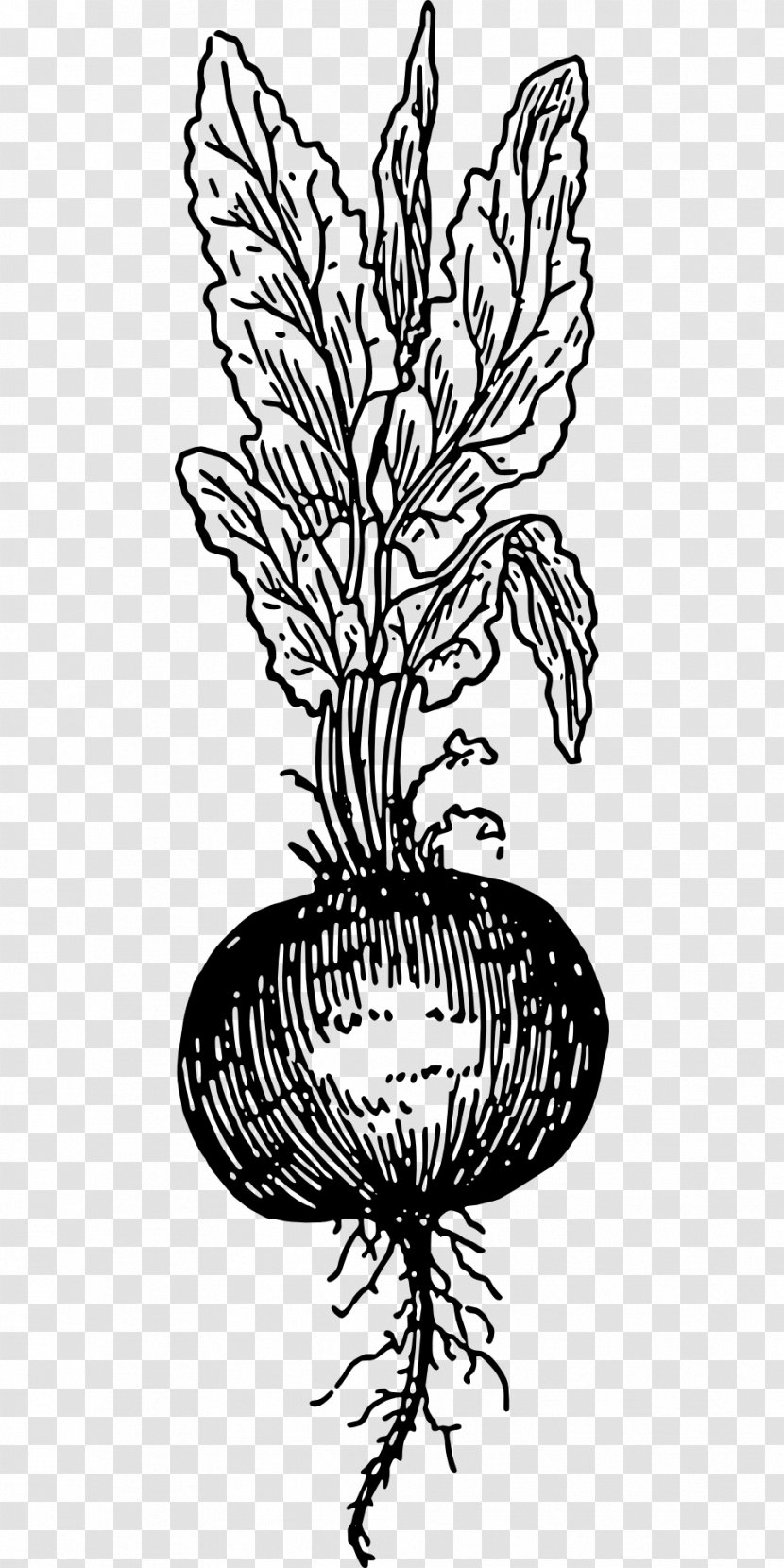 Chard Beetroot Drawing Vegetable - Leaf Transparent PNG