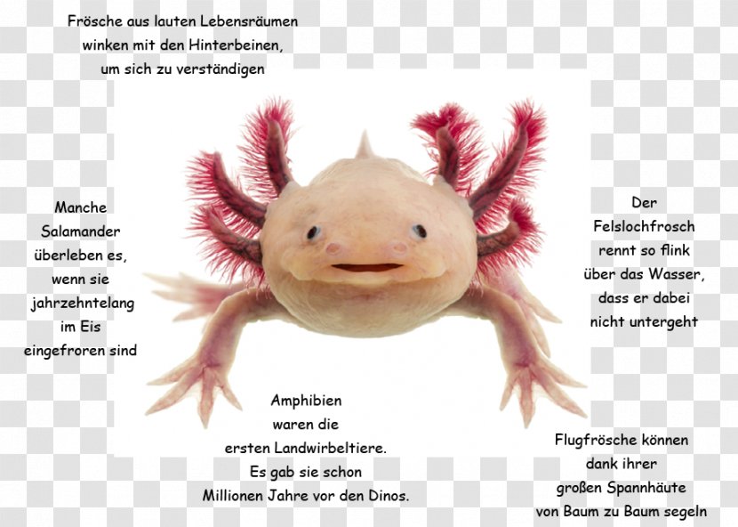Axolotl Pet Stock Photography Royalty-free - Photo Caption - Kaulquappe Transparent PNG