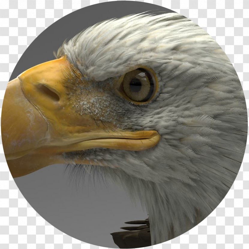 Eagle Artstation ZBrush Autodesk 3ds Max 3D Computer Graphics - Career Portfolio Transparent PNG
