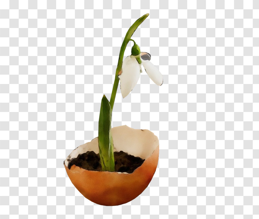 Flower Galanthus Snowdrop Plant Flowerpot Transparent PNG