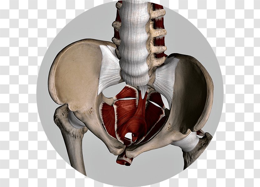 Pelvic Floor Dysfunction Pelvis Pain Physical Therapy - Human Skeleton Transparent PNG