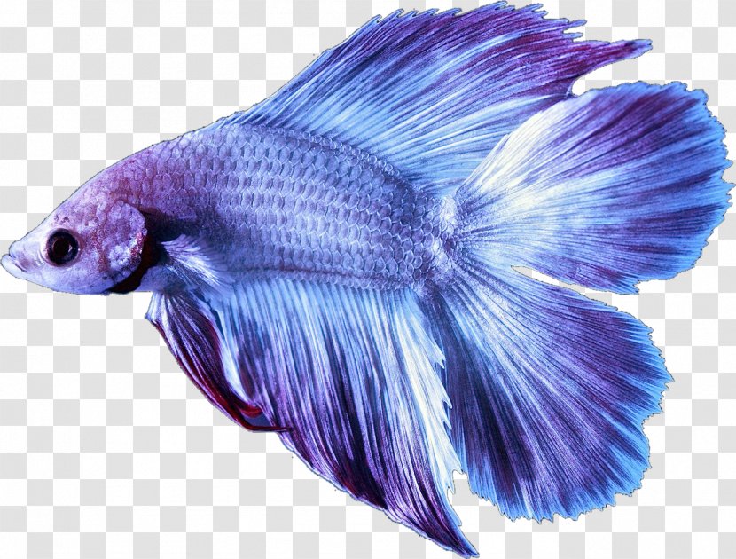 Siamese Fighting Fish Aquarium Toba Betta Goldfish - Purple Transparent PNG
