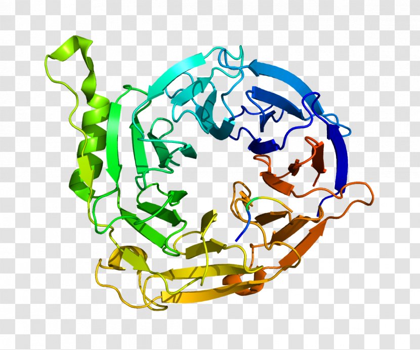 Protein Complex EED Polycomb-group Proteins Peptide - Macromolecule - Organism Transparent PNG