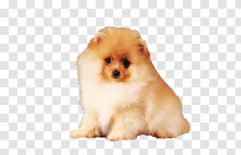 German Spitz Klein Pomeranian Volpino Italiano Puppy - Dog Breed Transparent PNG