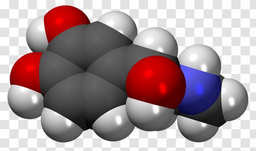 Adrenaline Hormone Catecholamine Neurotransmitter Gland - Stress - Hormones Watercolor Transparent PNG