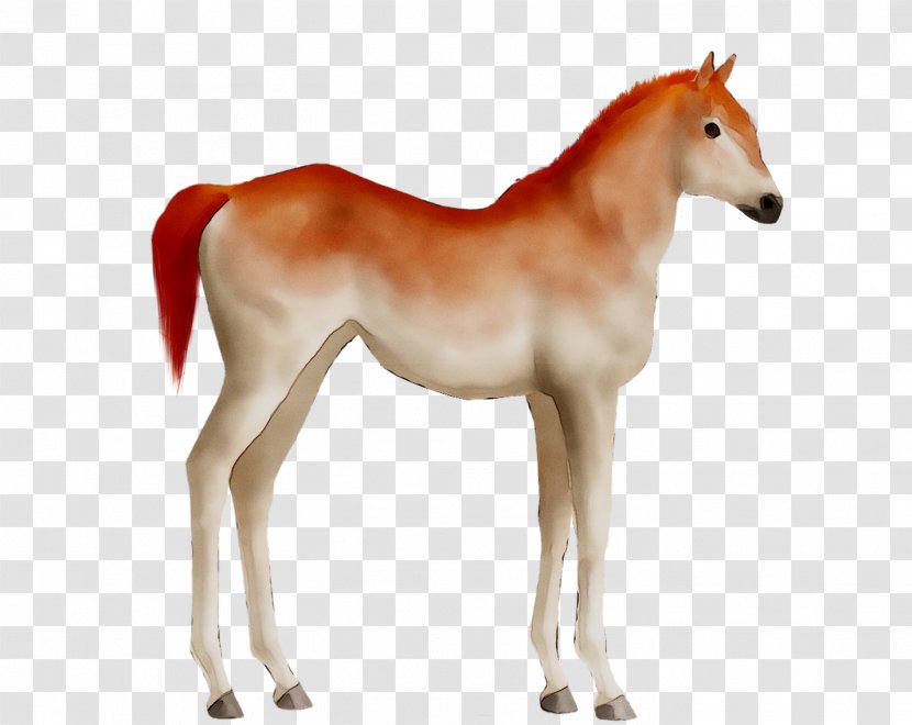 Mustang Foal Mare Colt Stallion - Vertebrate - Sorrel Transparent PNG
