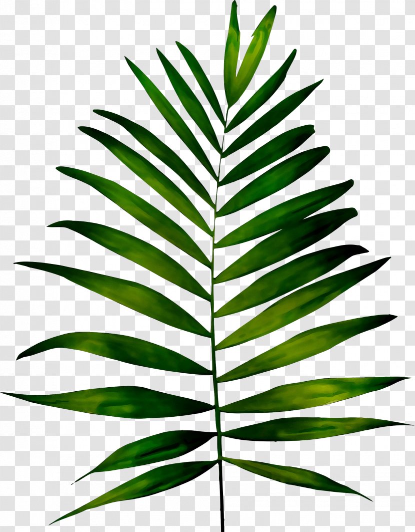 Frond Fern Leaf Palm Trees Plants - Vegetation - Tree Transparent PNG