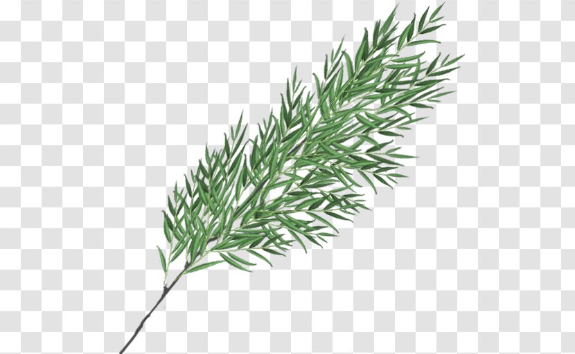 Twig Plant Stem Grasses Leaf Herb - Conifer - Weeping Willow Transparent PNG