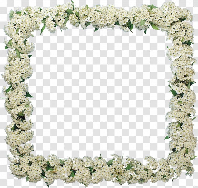Picture Frames Flower GIMP Garden Roses - Frangipani Transparent PNG